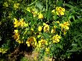 Cassia / Senna corymbosa